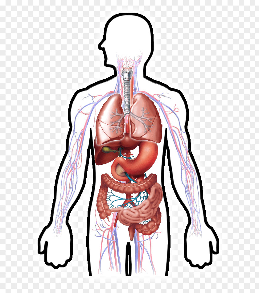 Circulatory System Human Digestive Respiratory Digestion Body PNG system digestive body, human organ diagram clipart PNG