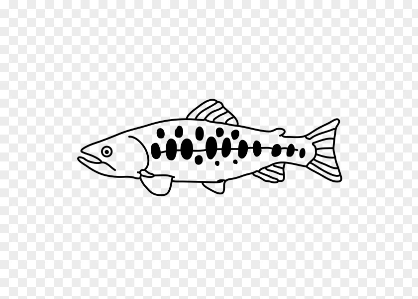 Fish Oncorhynchus Masou Formosanus Chinese Wikipedia January PNG