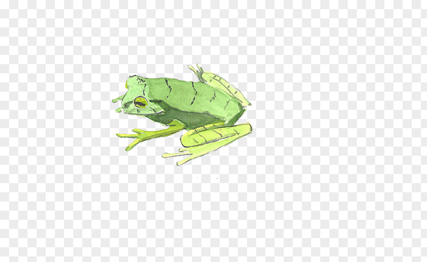 Frog Watercolor Painting Illustration PNG