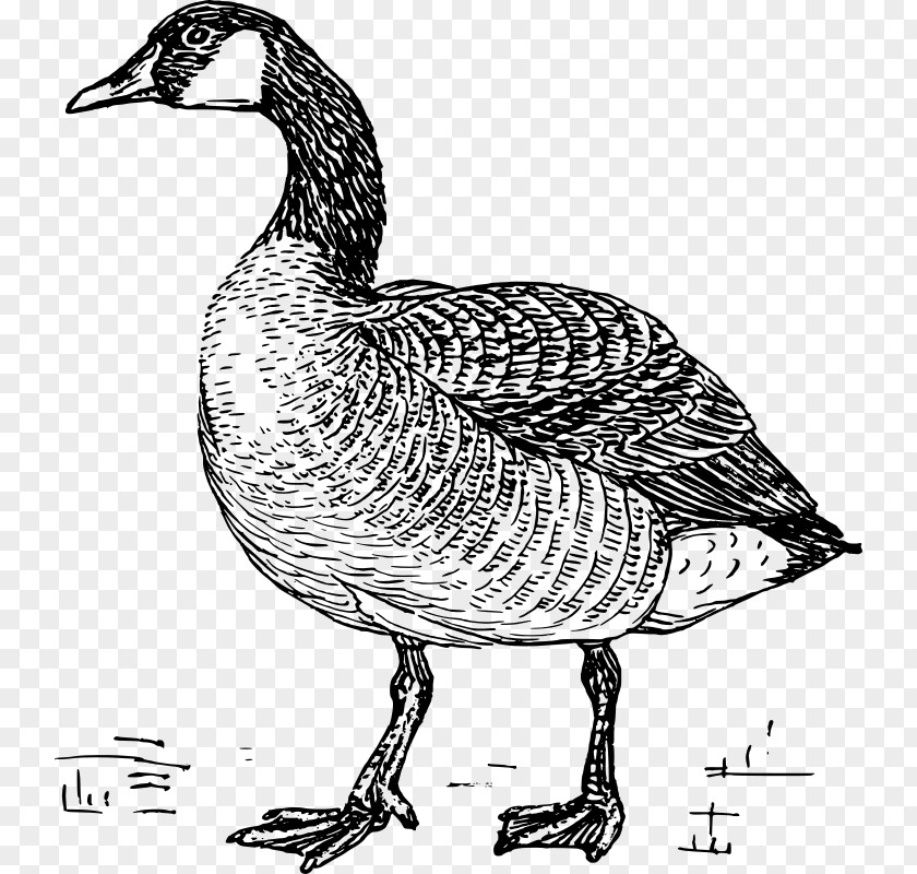 Goose Greylag Duck Bird Drawing PNG