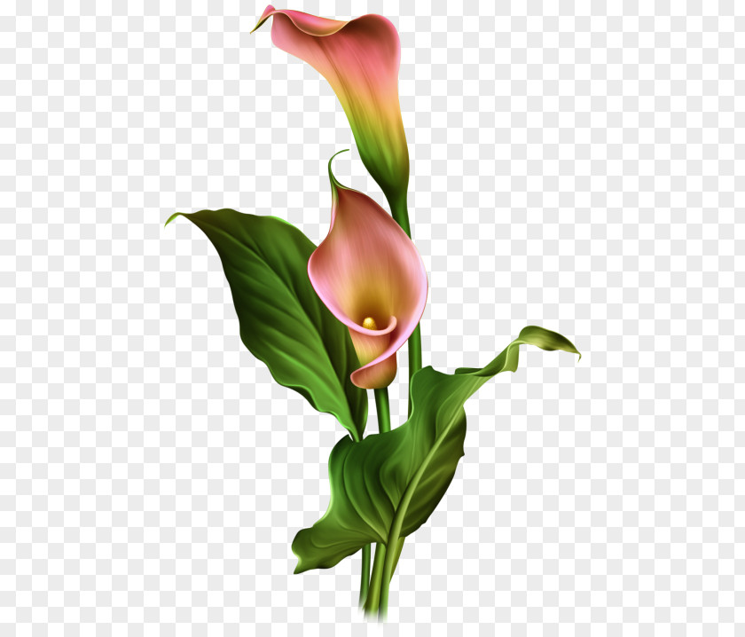 Hand-painted Calla Lily Flowers Arum Lilies Flower Arum-lily PNG
