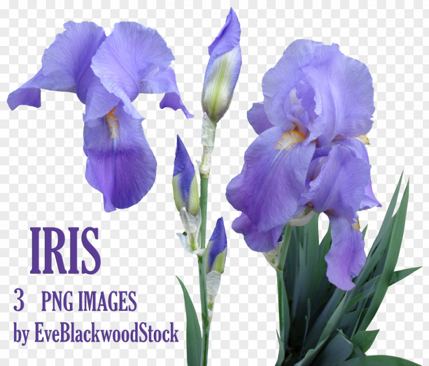 Purple Flower Iris Orris Root PNG