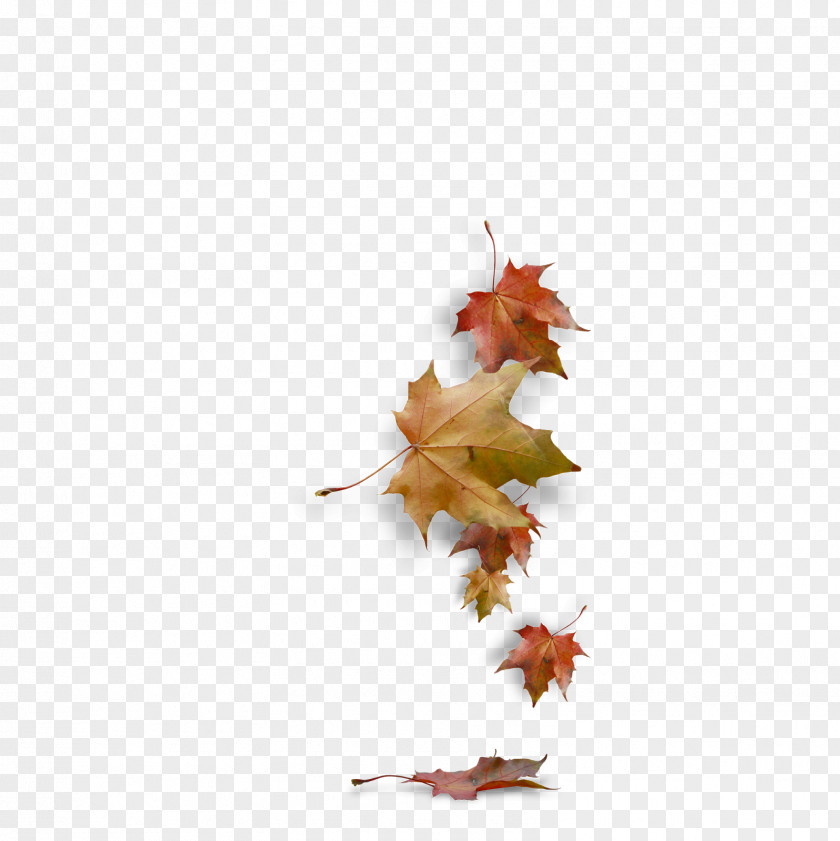 Autumn Leaves Clip Art PNG