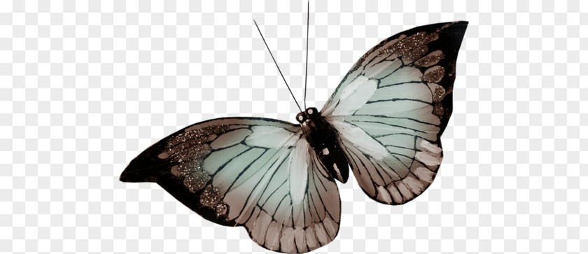 Butterfly Nymphalidae Pieridae Moth PNG