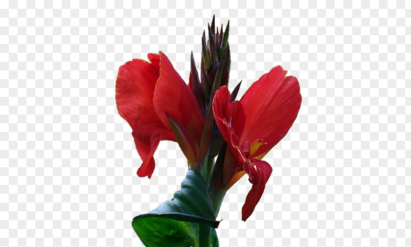 Cannabis Pictures Canna Flower PNG