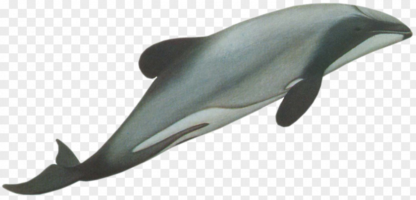 Dolphin New Zealand Hector's Bottlenose Cetacea PNG
