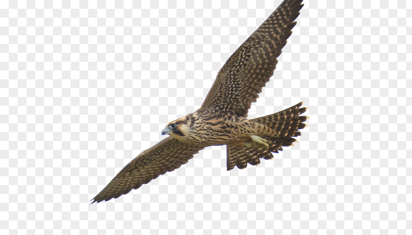 Hawk Psd Clip Art Falcon Flight Image PNG