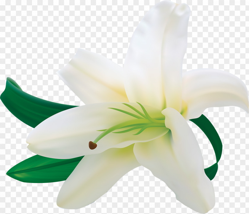 Lily Easter Lilium Candidum Amaryllis Belladonna Arum-lily PNG