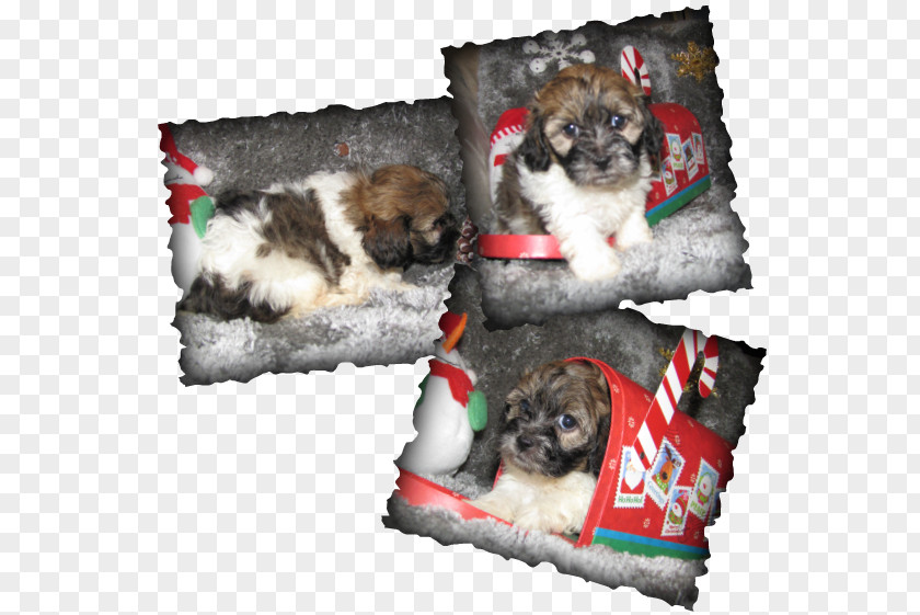 Puppy Shih Tzu Havanese Dog Morkie Schnoodle PNG