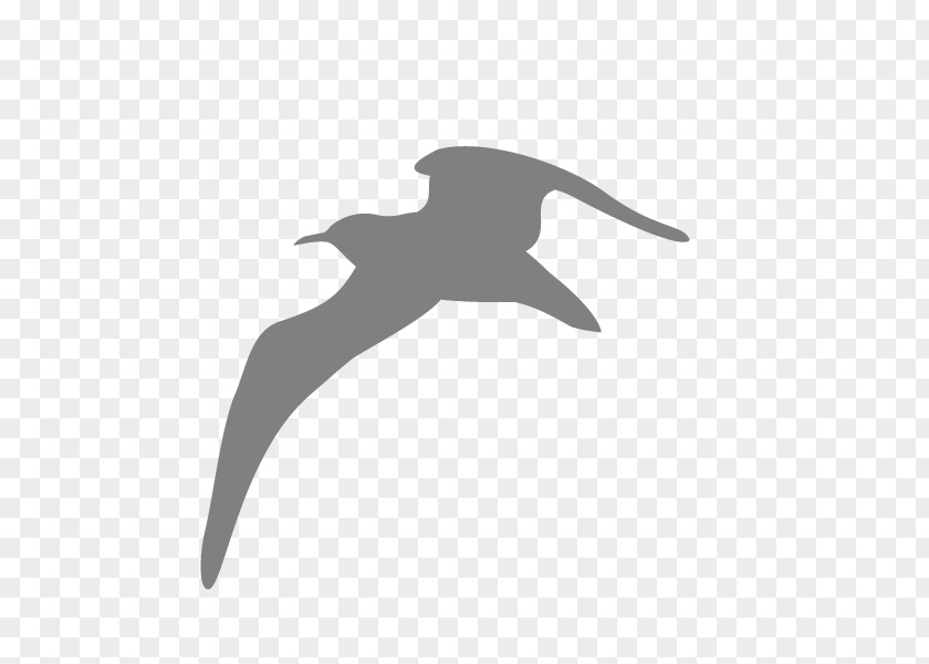 Seagull Bird Gulls Kittiwake PNG