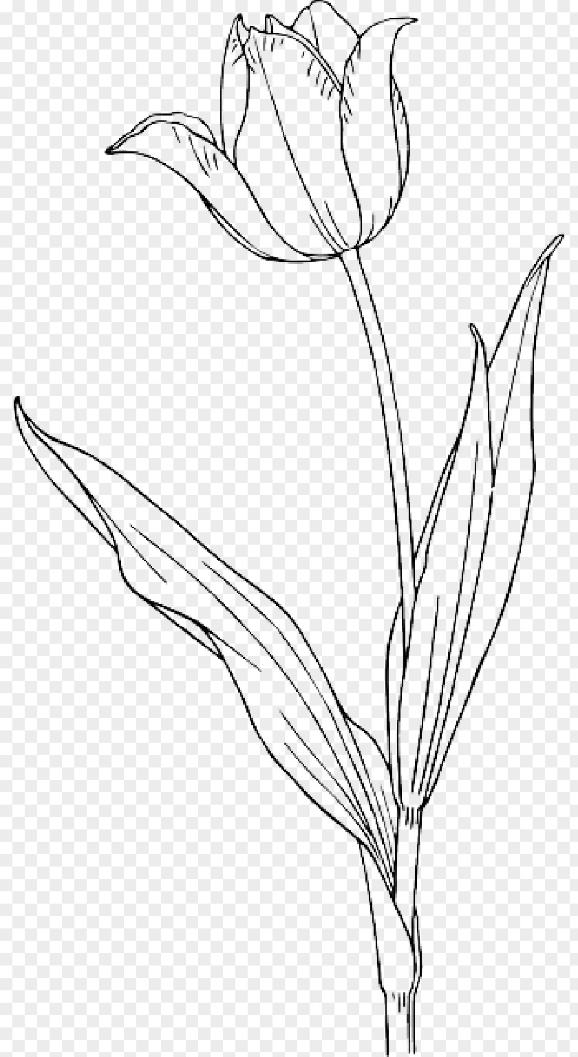 Tulips Clip Art Vector Graphics Tulip Openclipart Free Content PNG