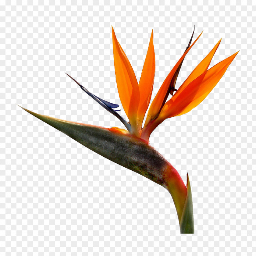 Water Color Leaf Bird-of-paradise Strelitzia Reginae Cut Flowers PNG