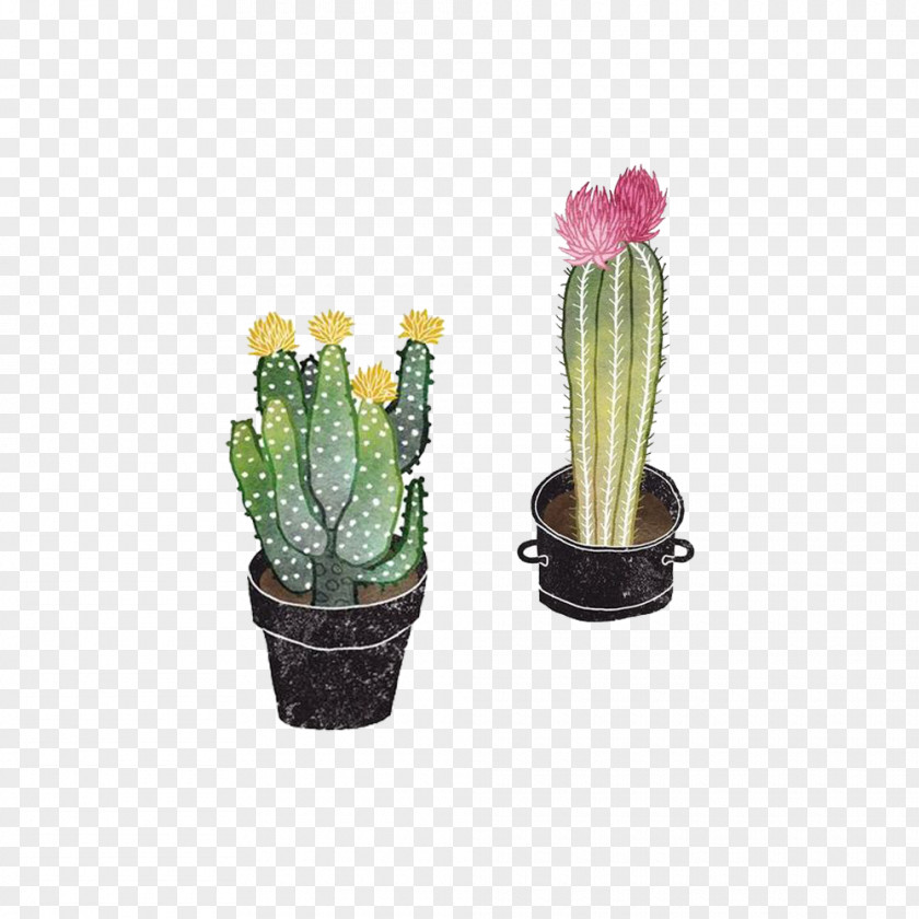 Prickly Pear Cactus Flowers Open Opuntioideae Succulent Plant Drawing Illustration PNG