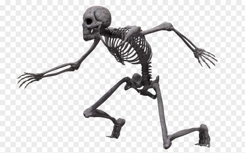 Skeleton Human Bone Homo Sapiens Skull PNG