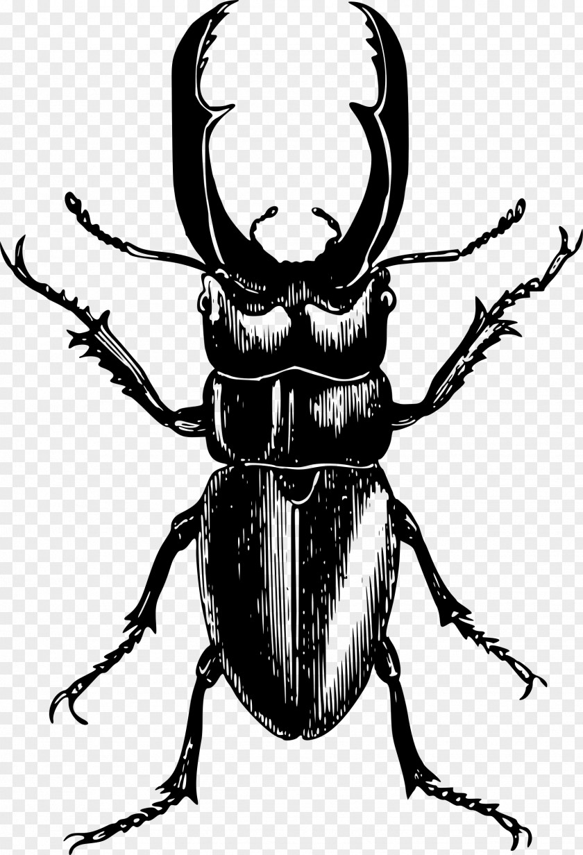 Beetle T-shirt Ladybird Clip Art PNG
