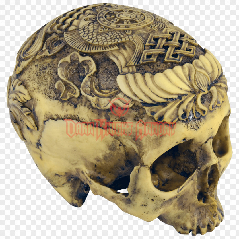 Skull Human Anatomy Skeleton Skulls Unlimited International PNG