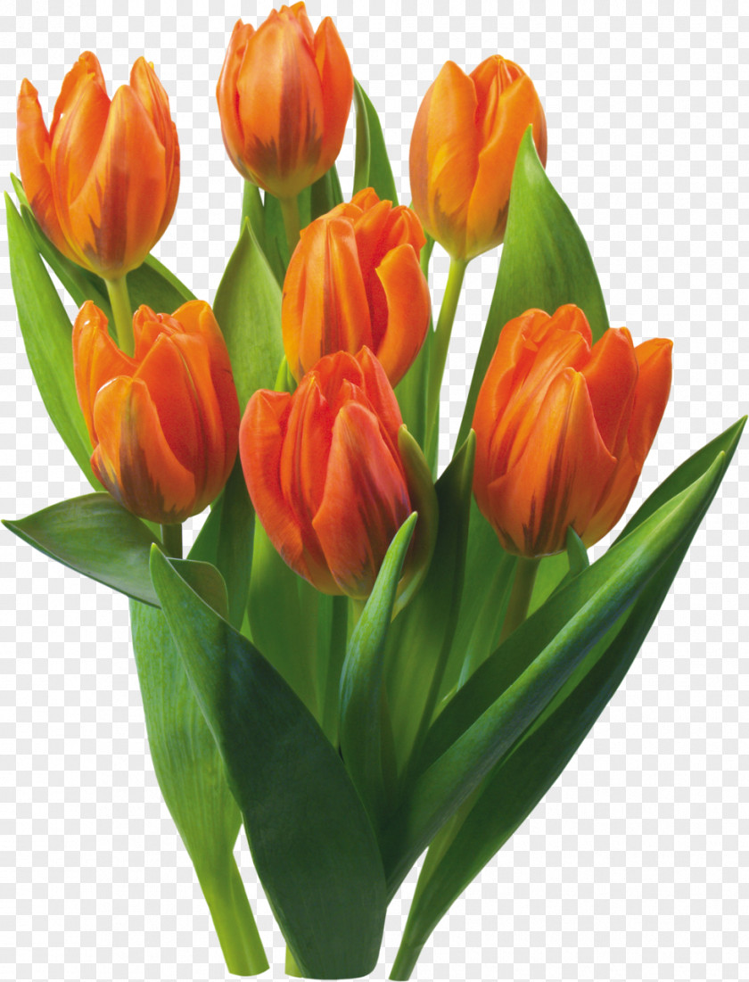 Tulip Flowering Bulbs Hyacinth PNG