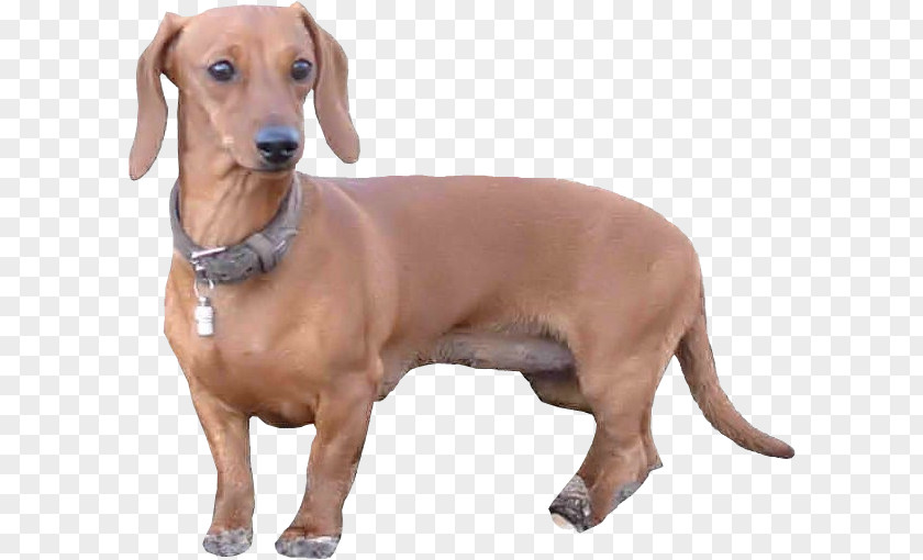 Welpen Dachshund Redbone Coonhound Dog Breed Companion Longdog PNG