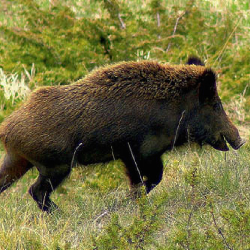 Boar Wild Italy Wiltshire Visayan Warty Pig Celebes PNG
