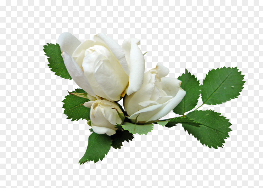 Flowers Green Garden Roses Розы белые Rosa × Alba Clip Art PNG