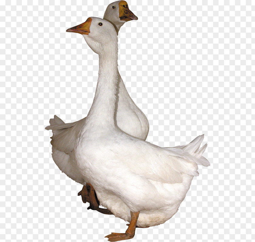 Goose Domestic Duck Cygnini Bird PNG