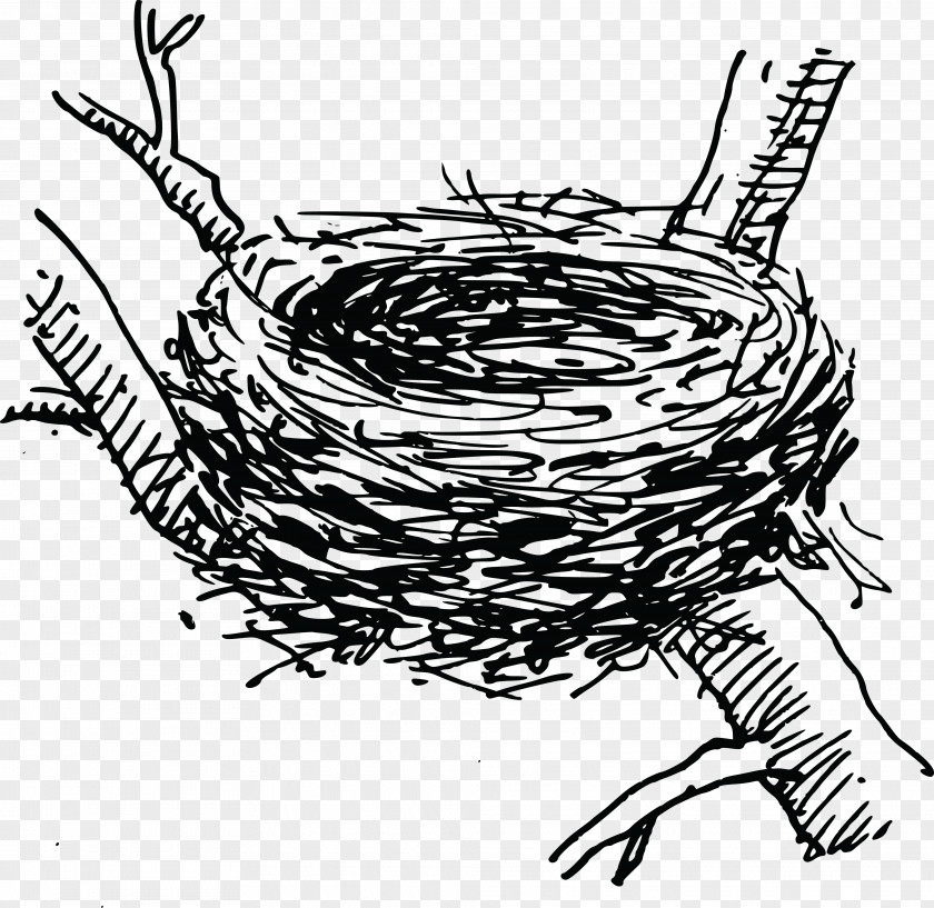 Nest Bird Clip Art PNG