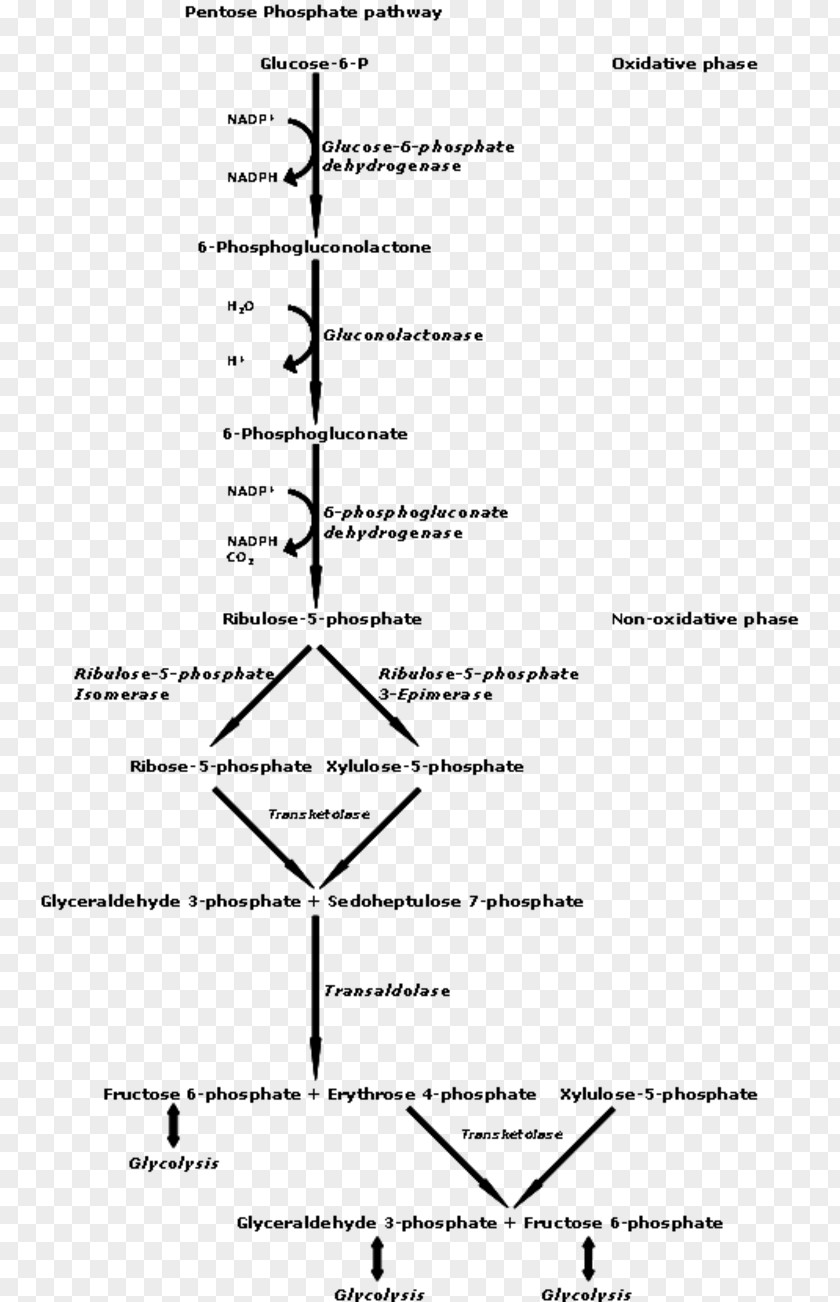 Pentose Phosphate Pathway Metabolic Hexose Metabolism PNG