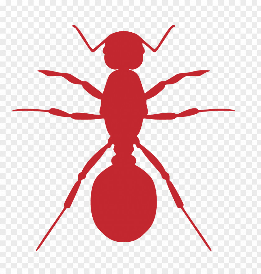 Ant Line Insect Cockroach Pest Clip Art PNG