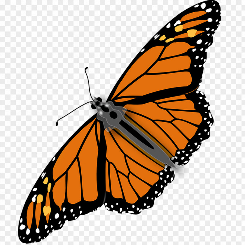 Beautiful Butterfly Diagram Monarch Insect Clip Art PNG