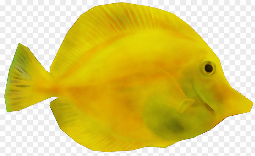 Bonyfish Pomacentridae Fish Yellow Fin Butterflyfish PNG