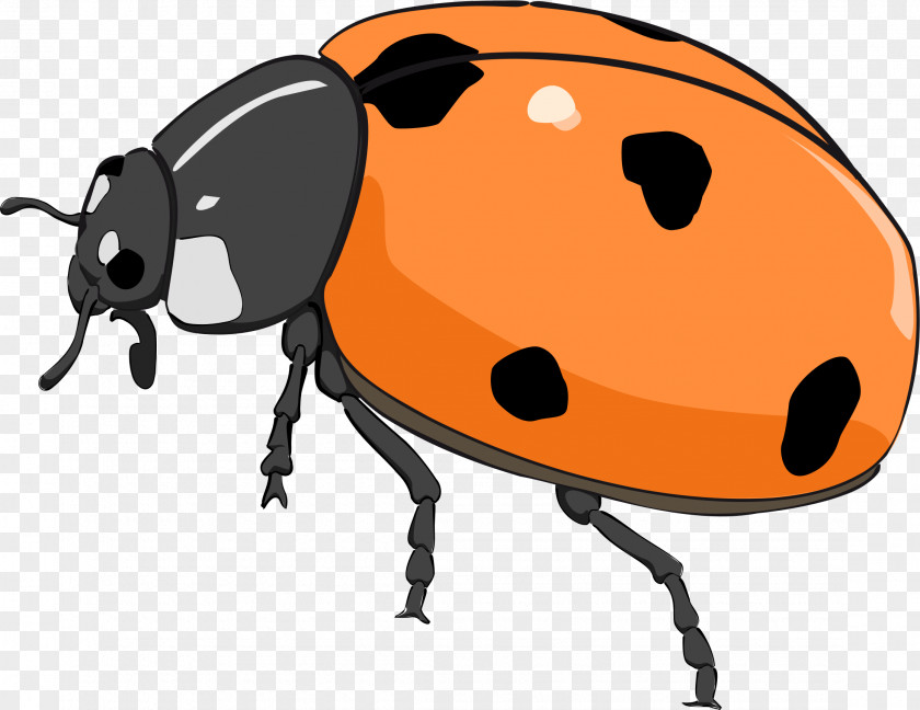 Bugs Beetle Ladybird Clip Art PNG