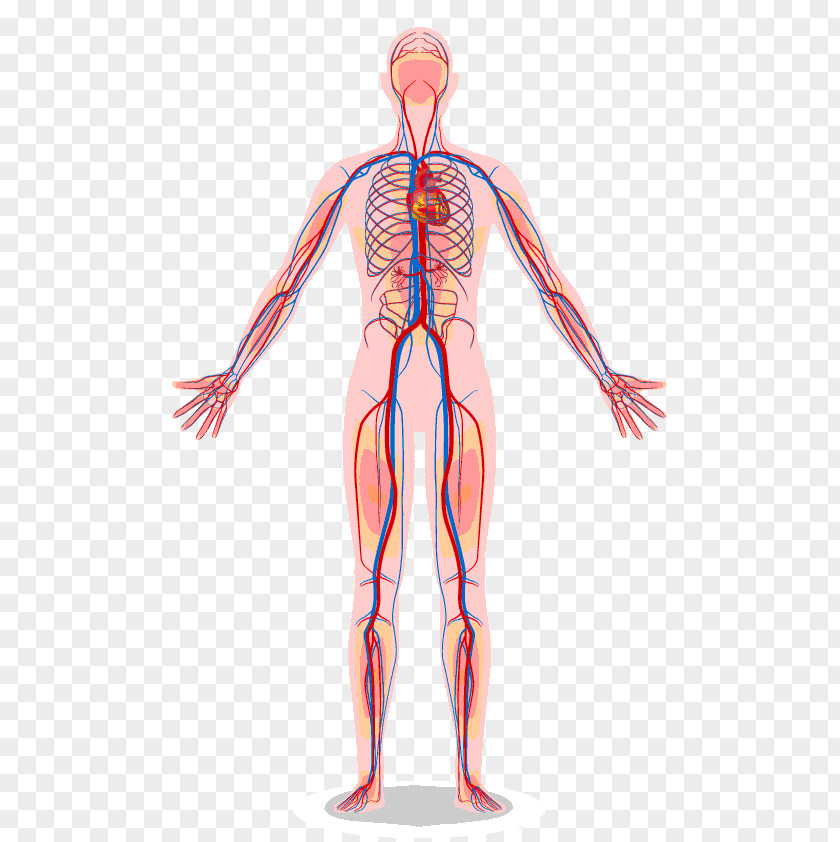 Circulatory System Human Body Anatomy Organ PNG system body system, blood clipart PNG