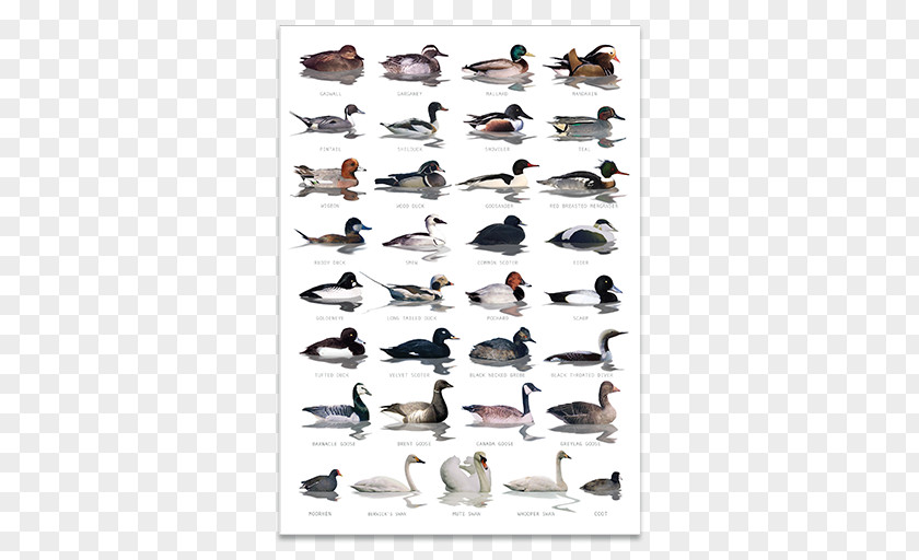 Duck Bird Goose Waterfowl Identification American Pekin PNG