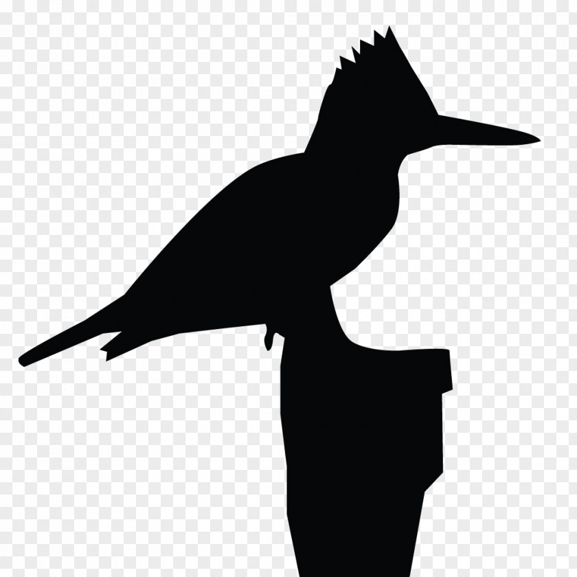 Kingfisher Clip Art Belted All About Birds PNG