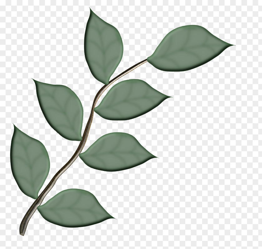 Leaf I Confini Dell'anima Branch Plant Stem PNG