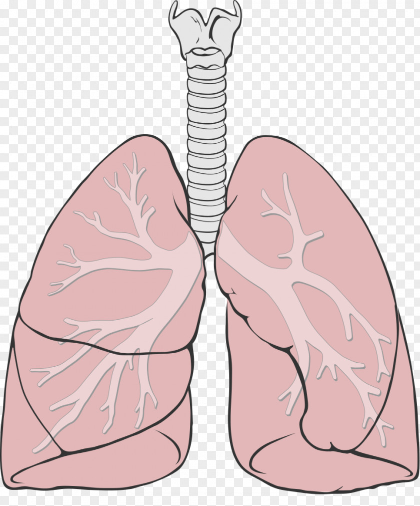 Organs Lung Diagram Anatomy Respiratory System Bronchus PNG
