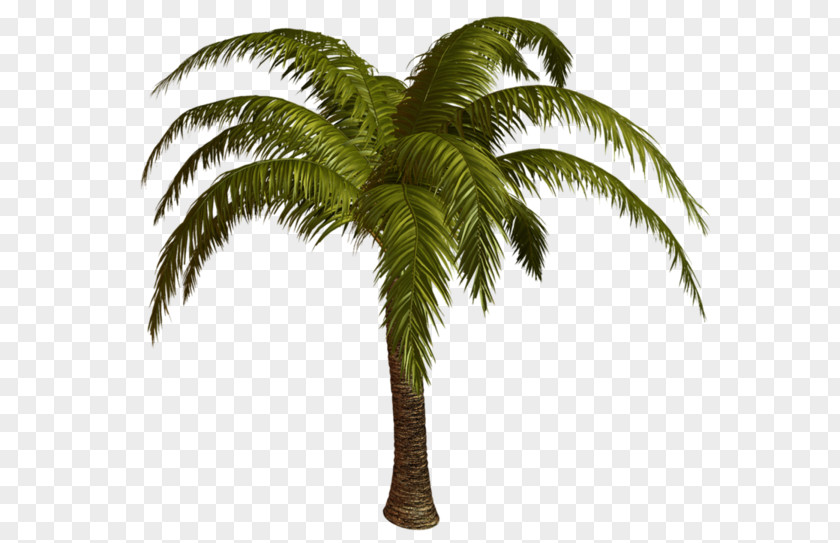 Palm Trees Photography Clip Art PNG