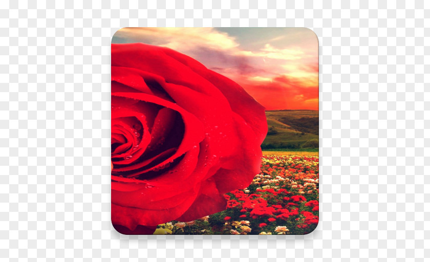 Rose Garden Roses Petal Sky Plc PNG