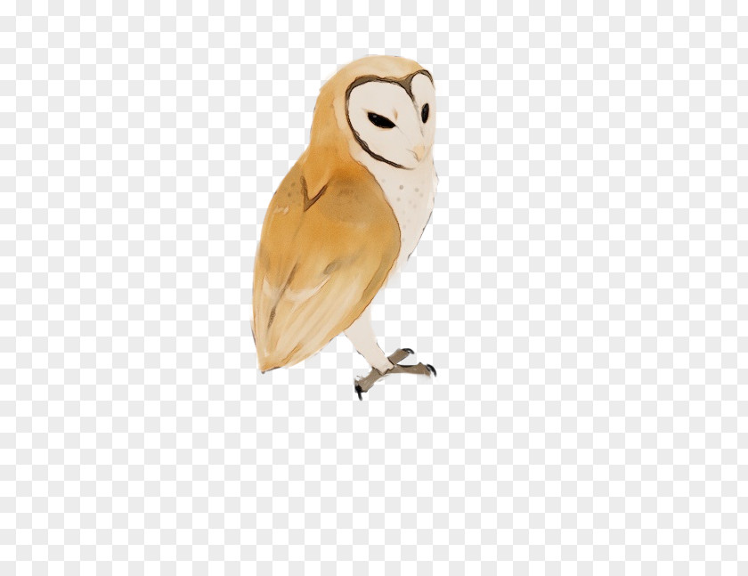 Snowy Owl Beak Bird Barn Of Prey PNG