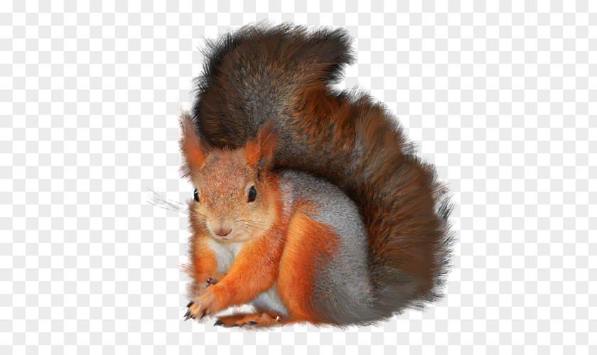 Tree Squirrels Clip Art PNG