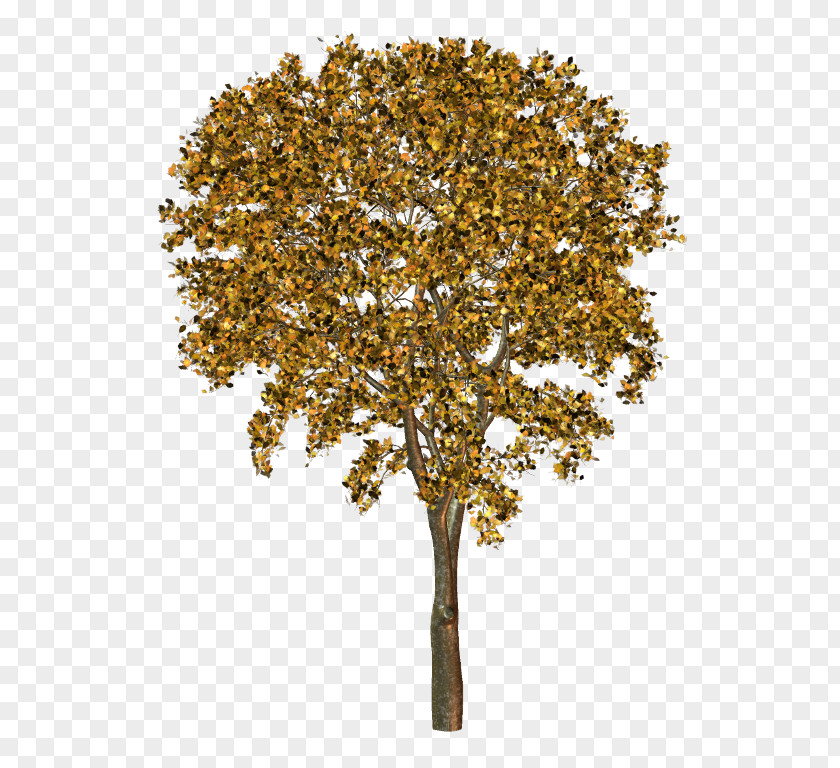Twig Plane Trees Tree Family PNG
