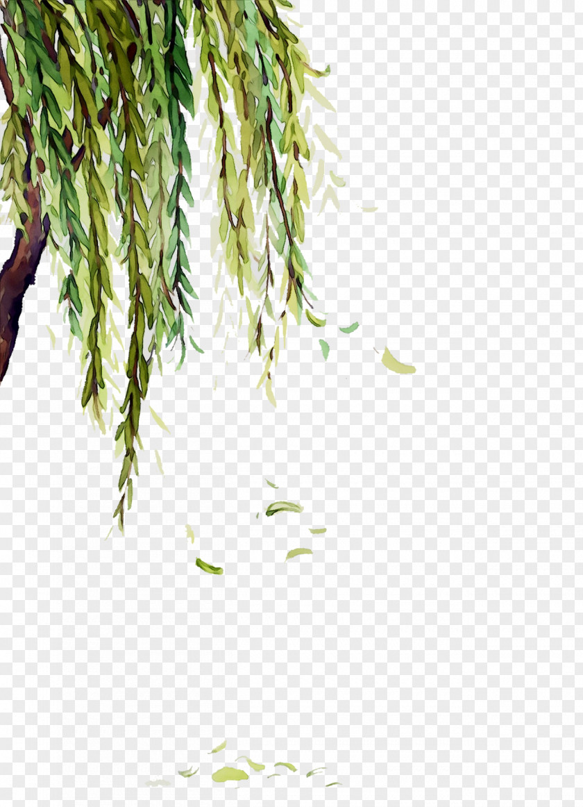 Twig Plant Stem Leaf Grasses Plants PNG
