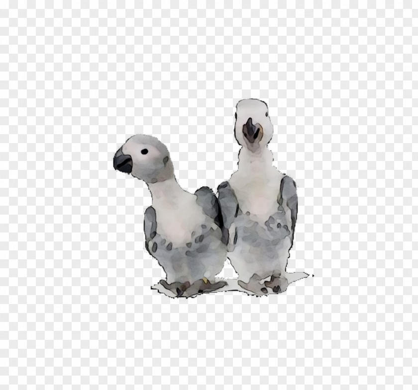 Beak Seabird Fauna Water Bird PNG