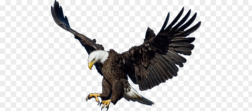 Eagle Bald Clip Art PNG