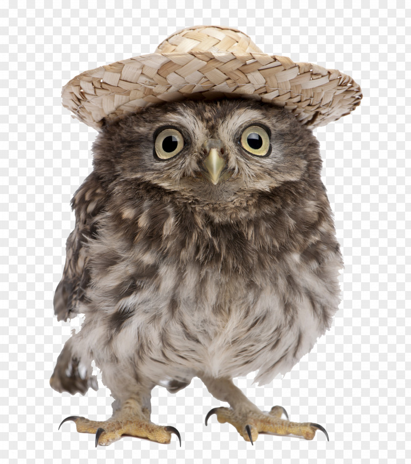 Hat Owl PNG
