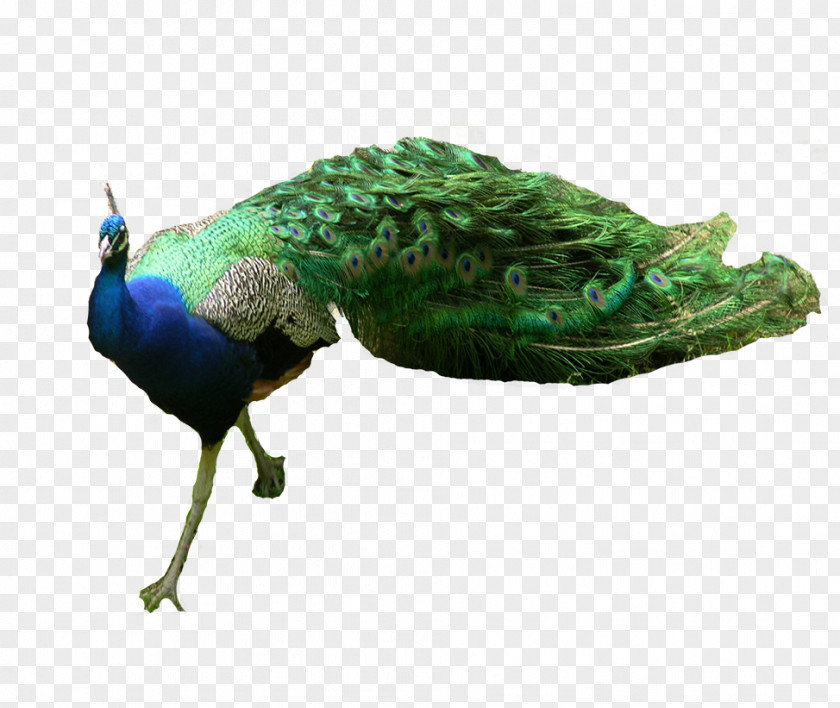 Peacock Bird Parrot Tiger Peafowl Feather PNG