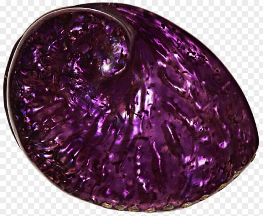 Seashell Amethyst Violet Purple Lilac Magenta PNG