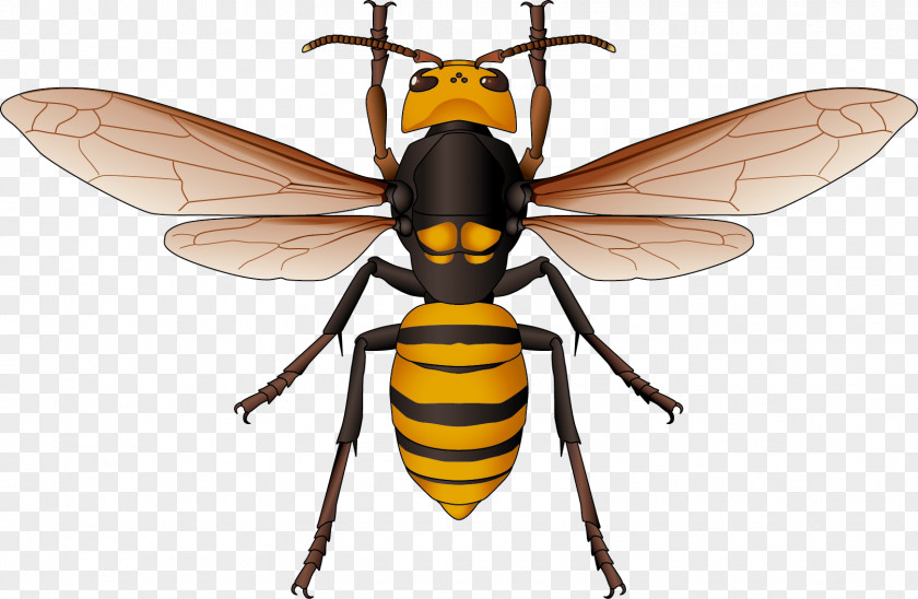 Backside Design Element Hornet Honey Bee Vector Graphics Euclidean PNG