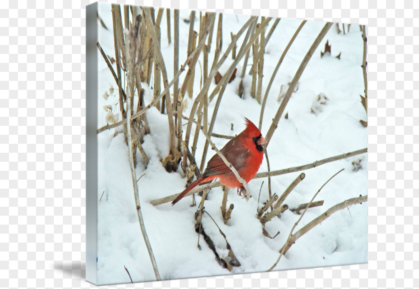 Cardinal Mark Songbird Thin-shell Structure Zazzle Highway M06 PNG