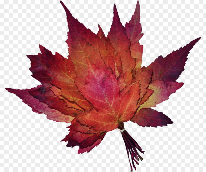 Fall Leaves Image Maple Leaf Autumn In The Rose Garden PNG